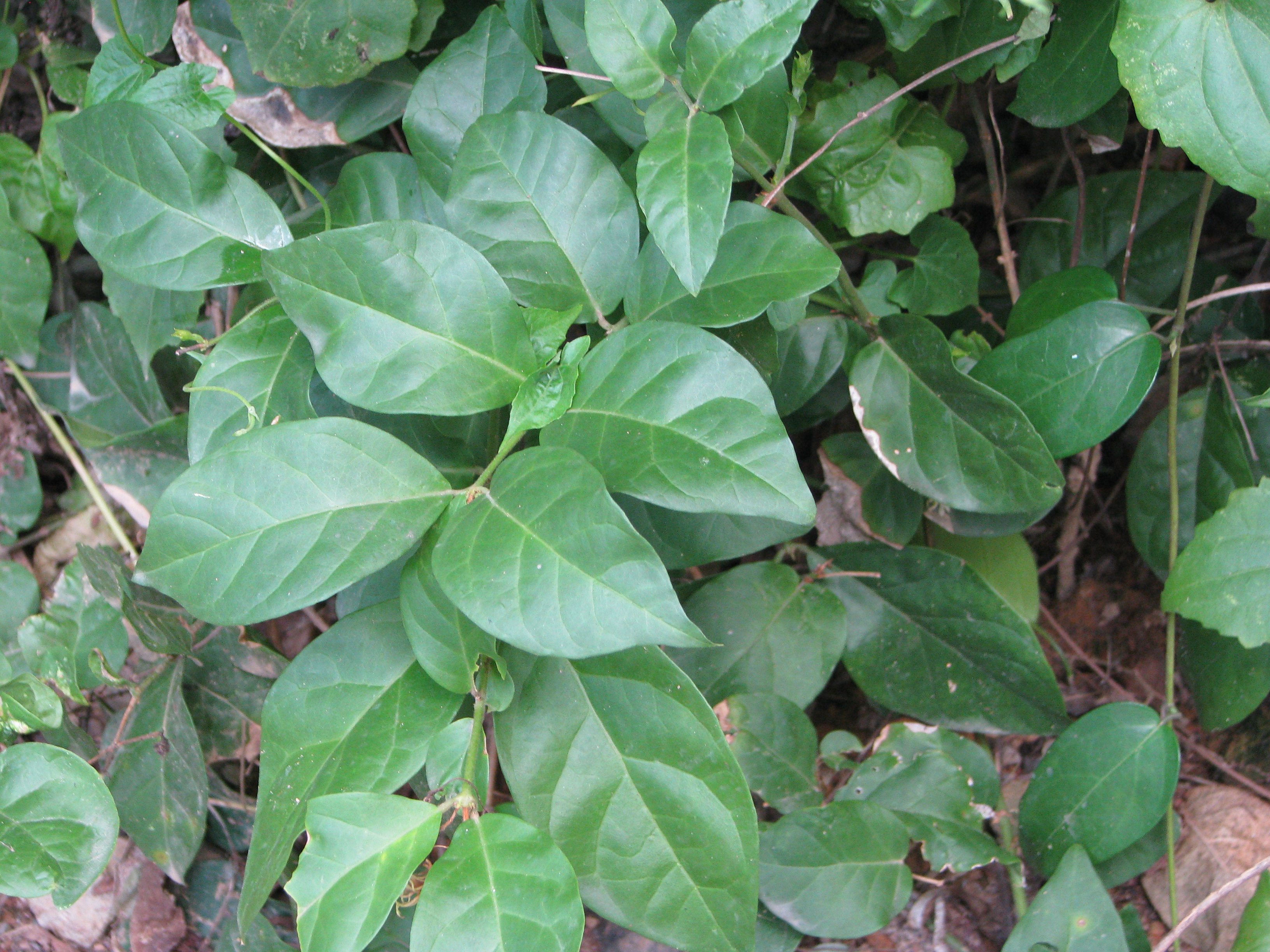 IMG 9630